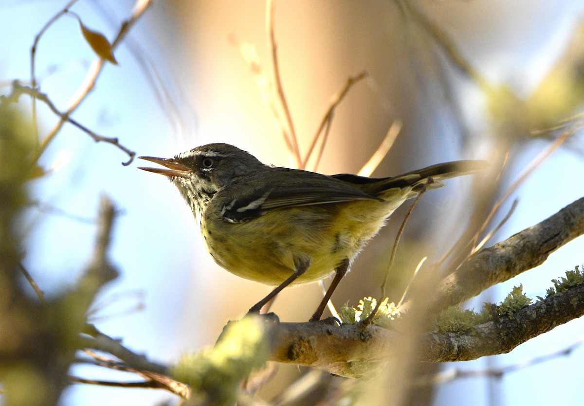 Spotted Scrubwren - ML614980193