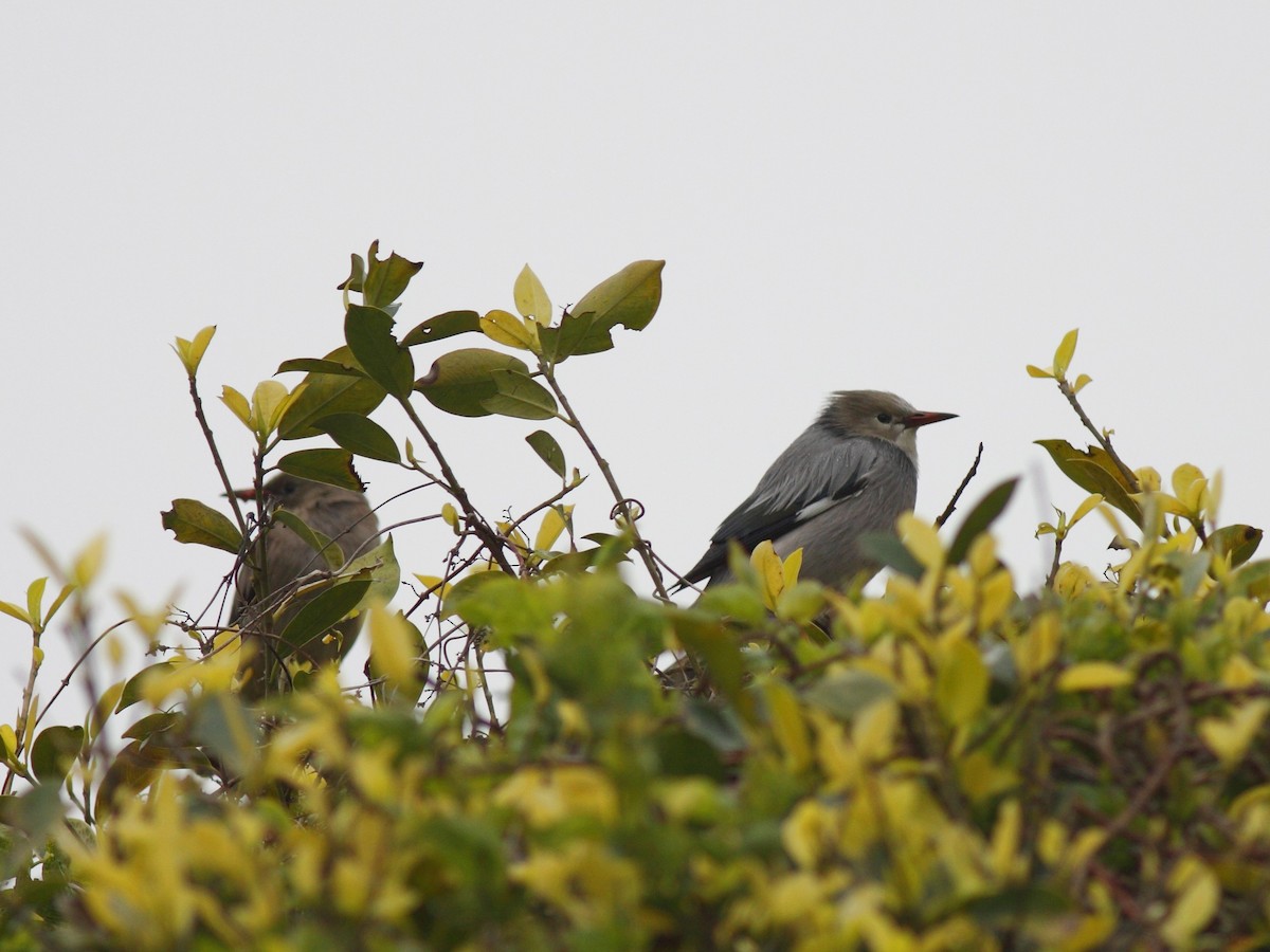 Red-billed Starling - ML614980235