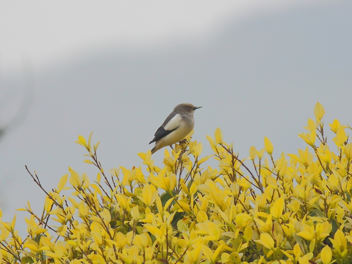 White-shouldered Starling - ML614980236