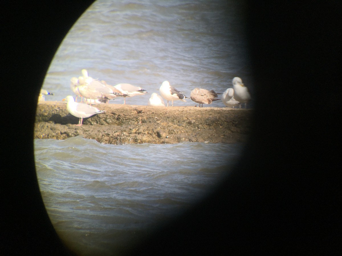 Great Black-backed Gull - ML614980239