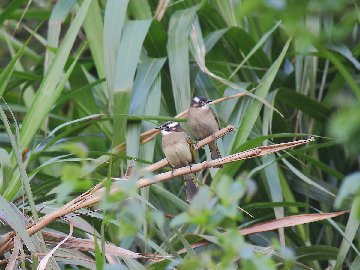 Light-vented Bulbul - ML614980250