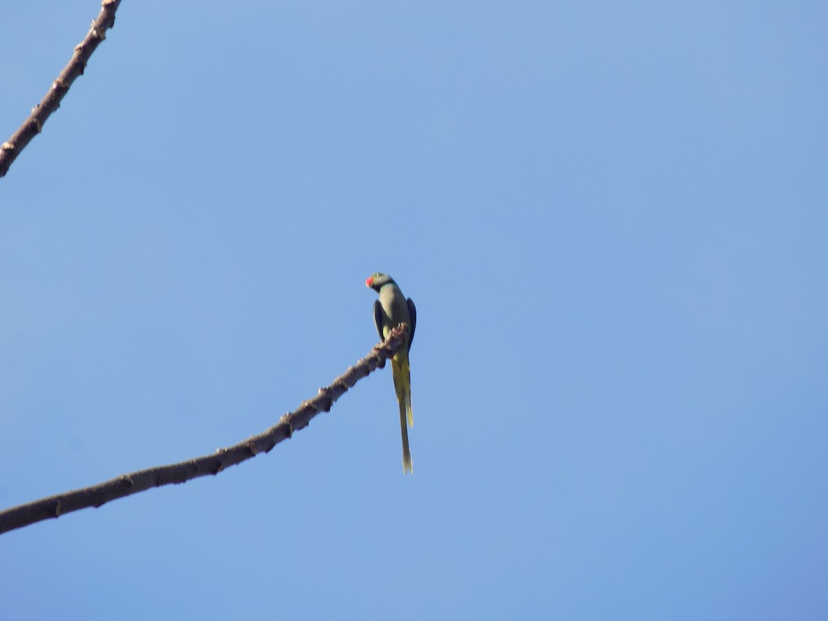 Malabar Parakeet - ML614980341