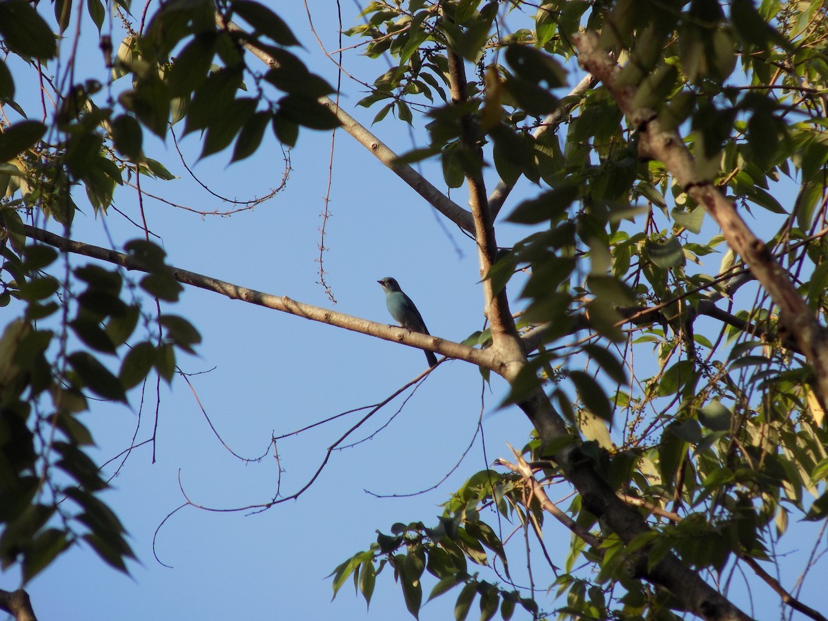 Verditer Flycatcher - ML614980353