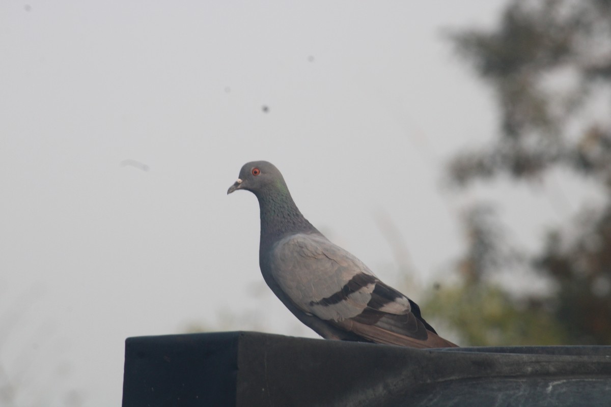 Rock Pigeon - ML614980356