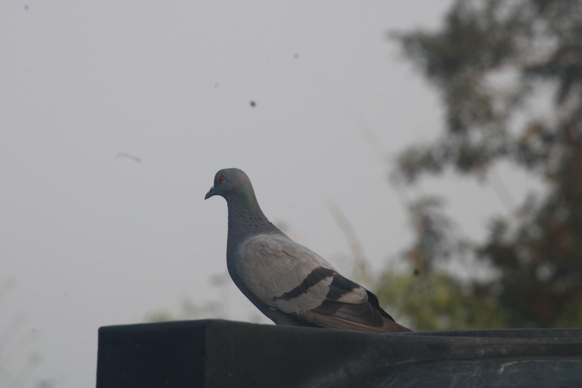 Rock Pigeon - ML614980357