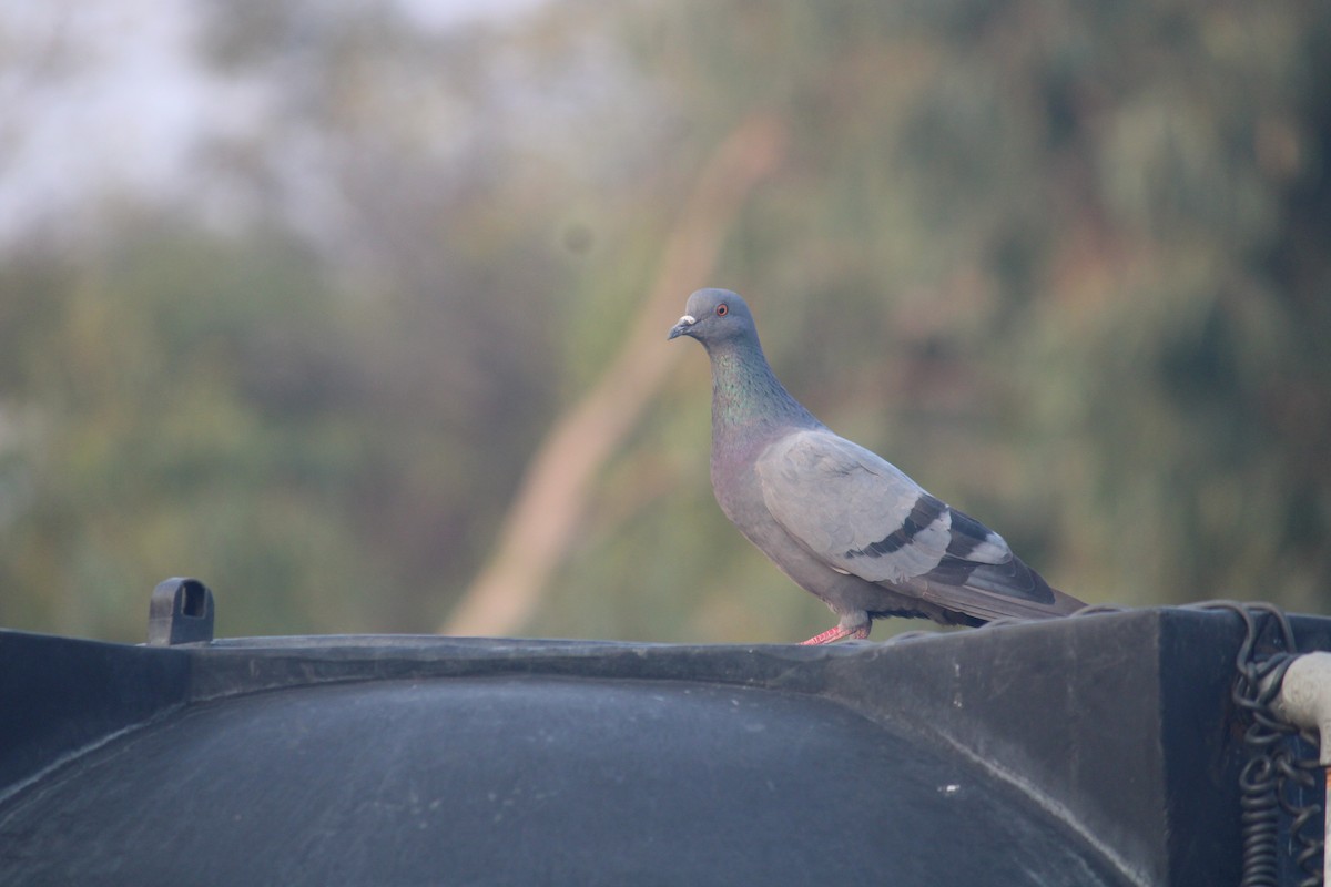 Rock Pigeon - ML614980359