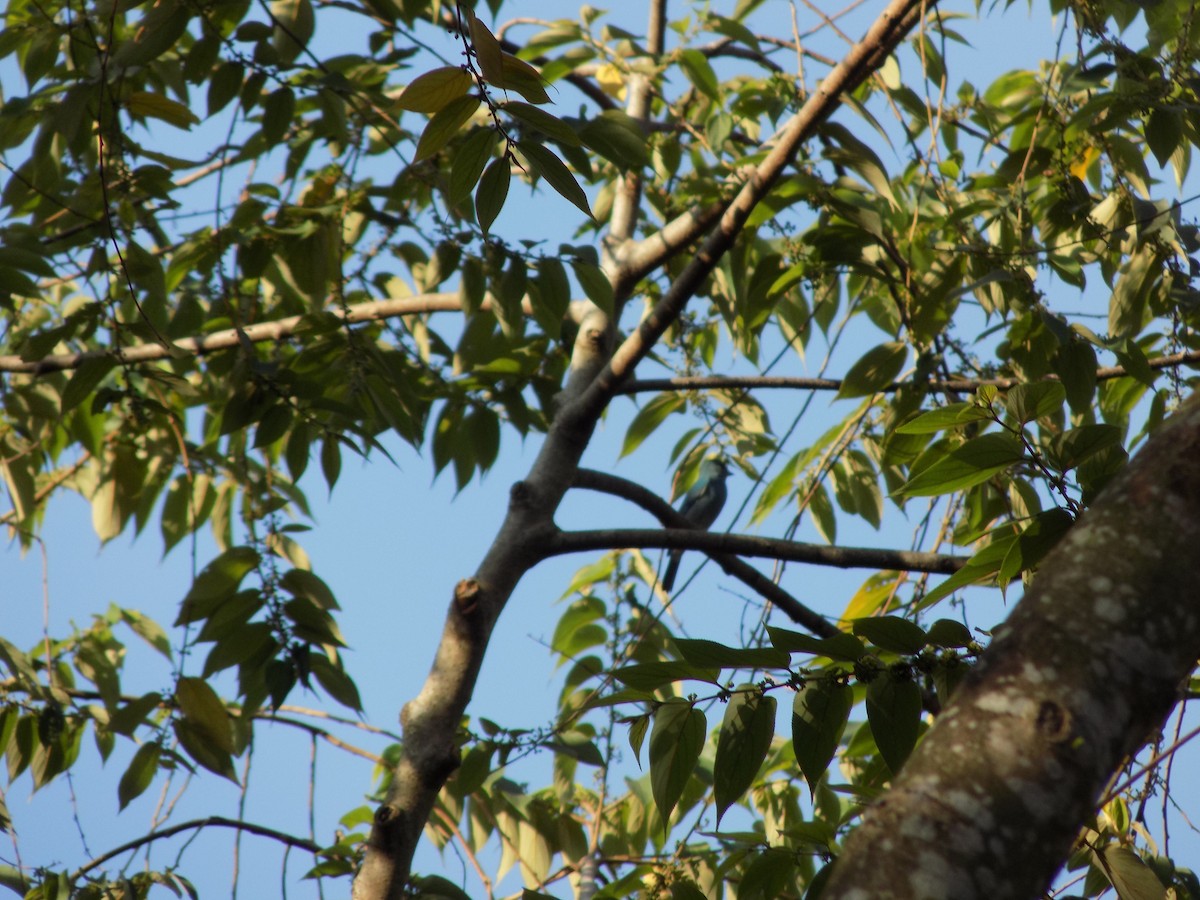 Verditer Flycatcher - ML614980377