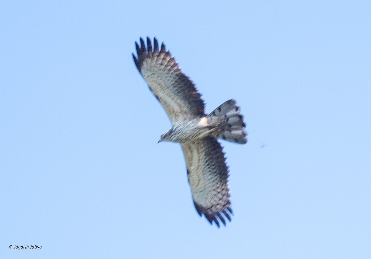 Oriental Honey-buzzard - ML614980452