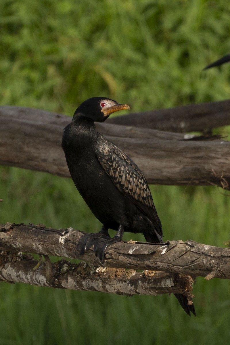 Long-tailed Cormorant - Dinesh Kumar