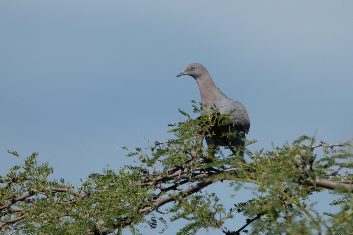 Pigeon simple - ML614980468