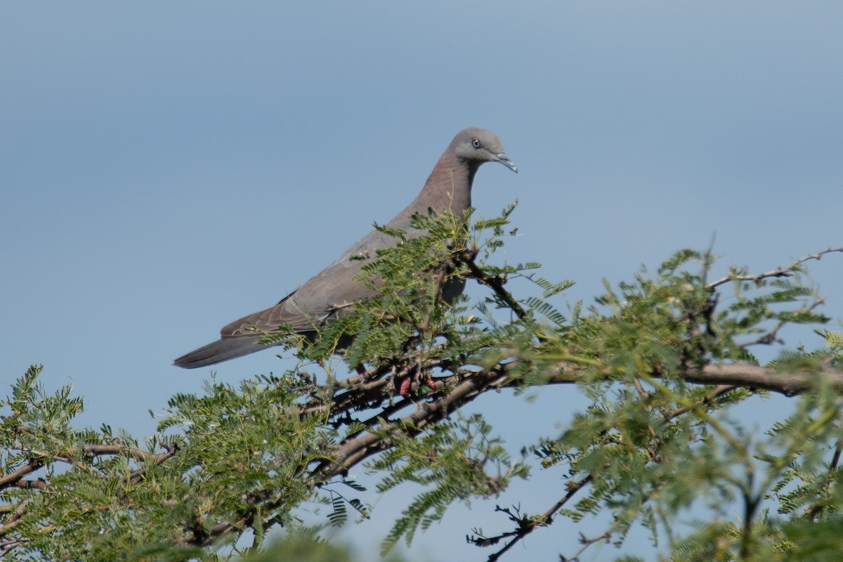 Plain Pigeon - ML614980469