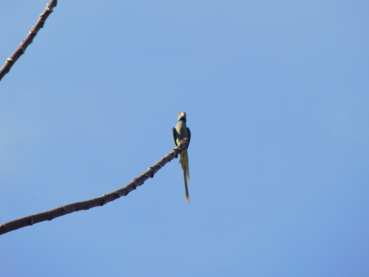 Malabar Parakeet - ML614980491