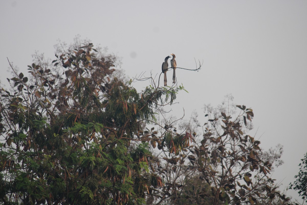 Indian Gray Hornbill - ML614980506