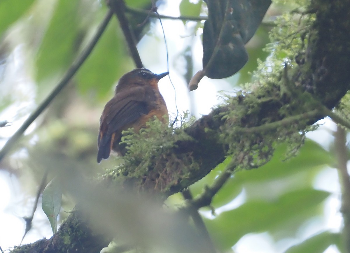 White-bellied Robin-Chat - ML614980523