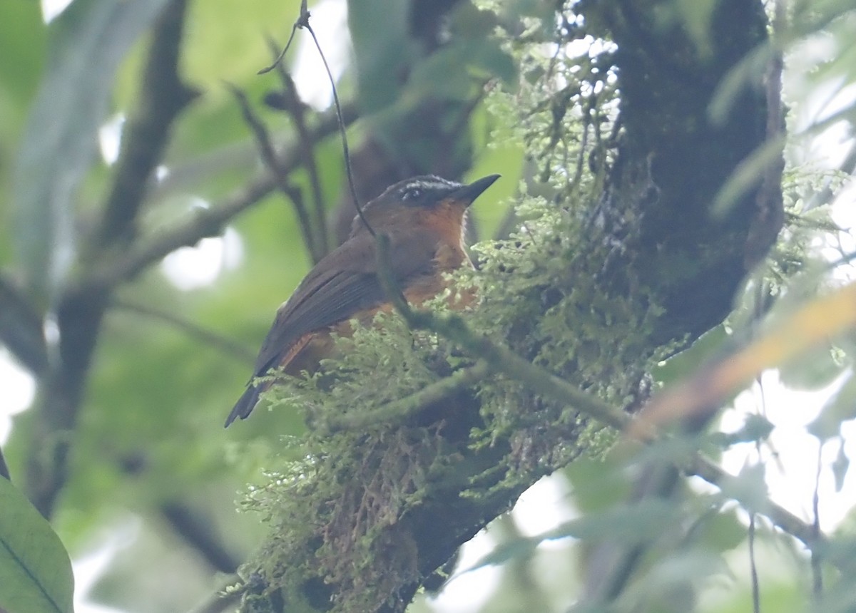 White-bellied Robin-Chat - ML614980527