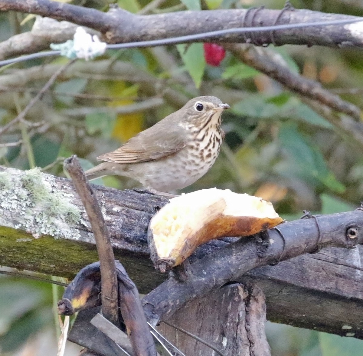 Swainson's Thrush - Trevor Ellery