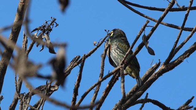 Coppersmith Barbet - ML614980541