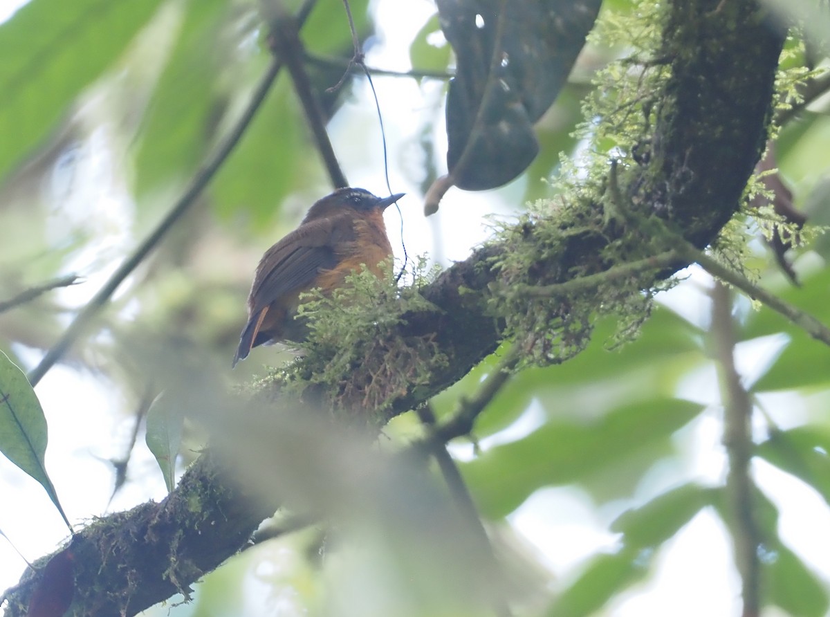 White-bellied Robin-Chat - ML614980544