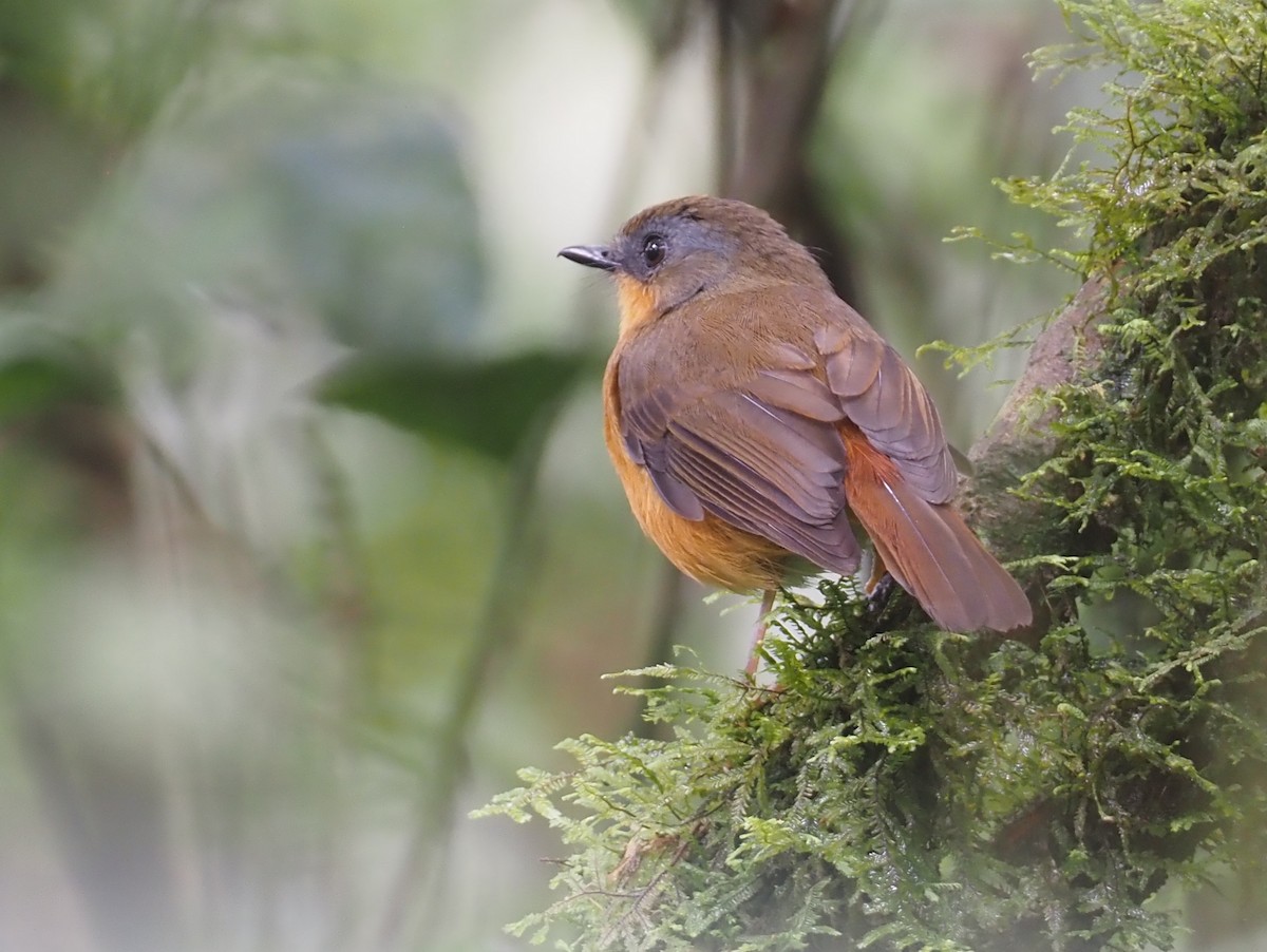 Gray-winged Robin-Chat (Gray-winged) - ML614980571