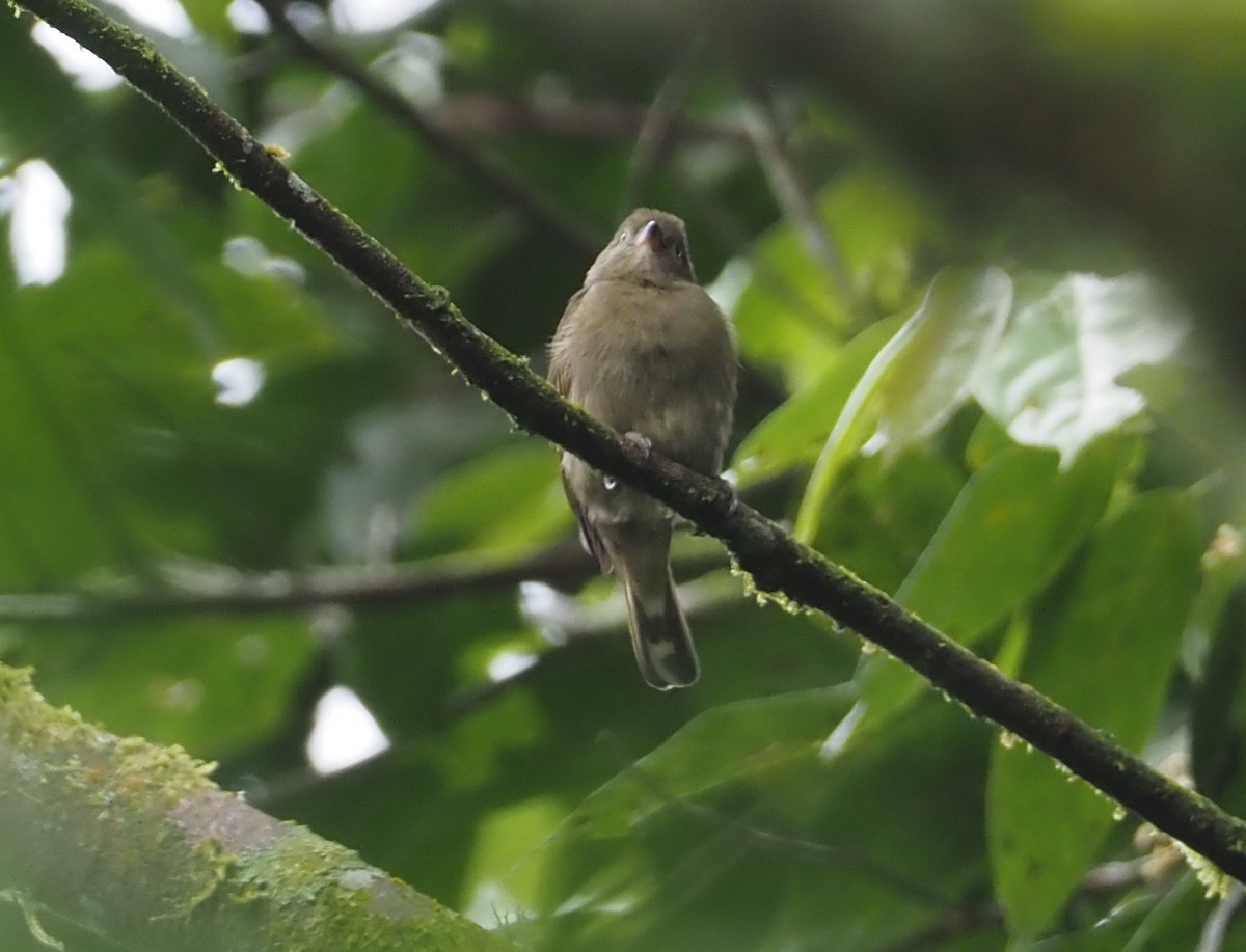 Willcocks's Honeyguide - Stephan Lorenz