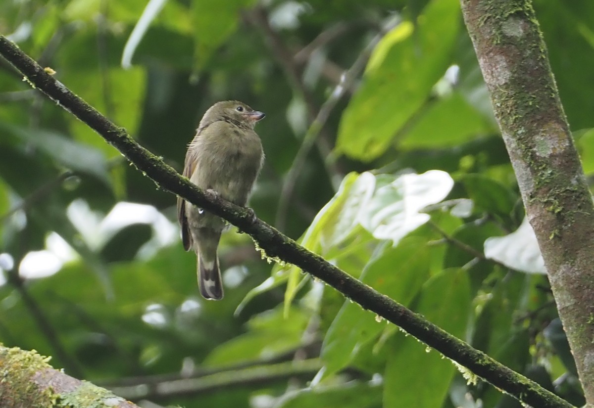 Willcocks's Honeyguide - Stephan Lorenz