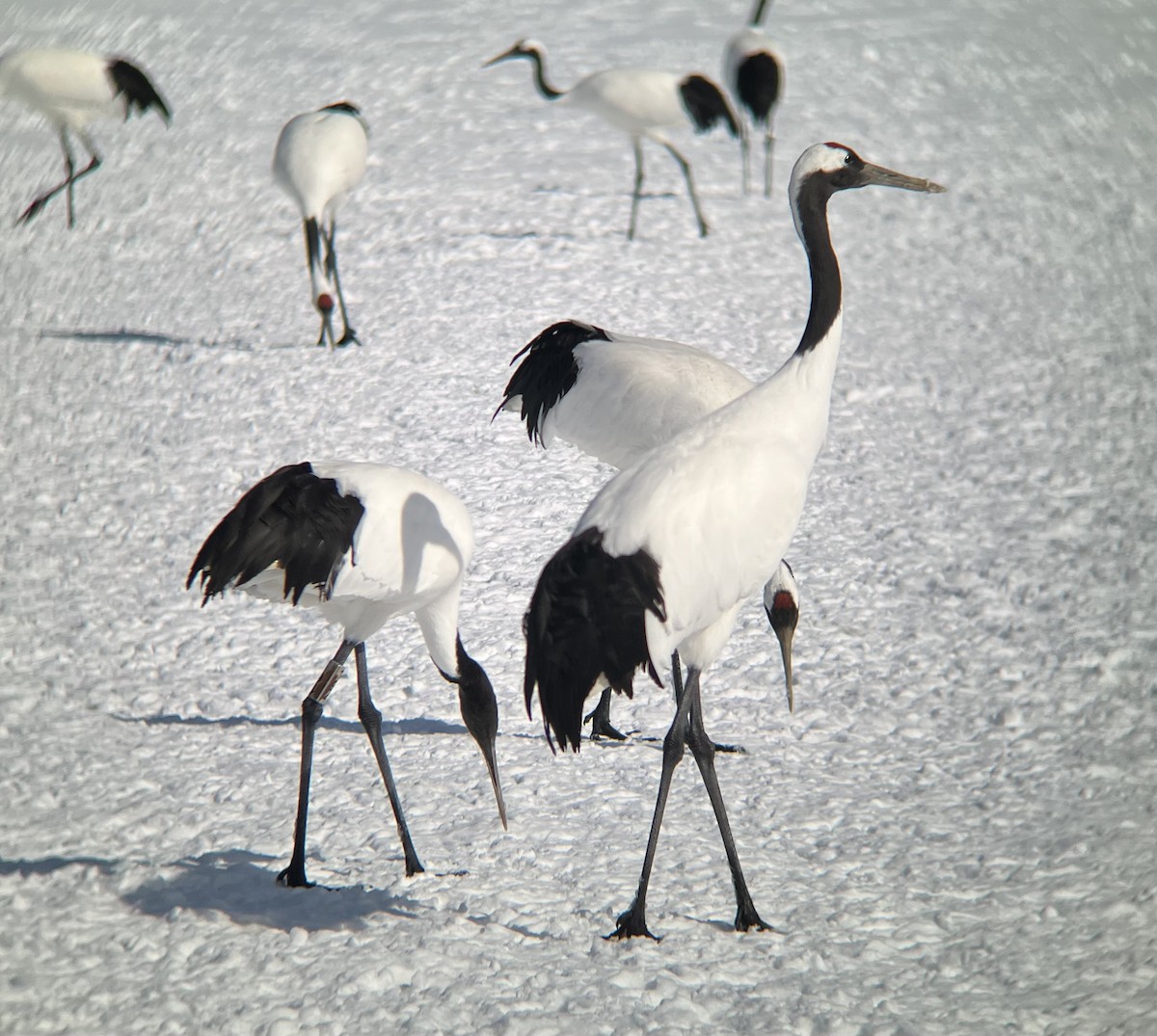 Red-crowned Crane - Matthew Cook