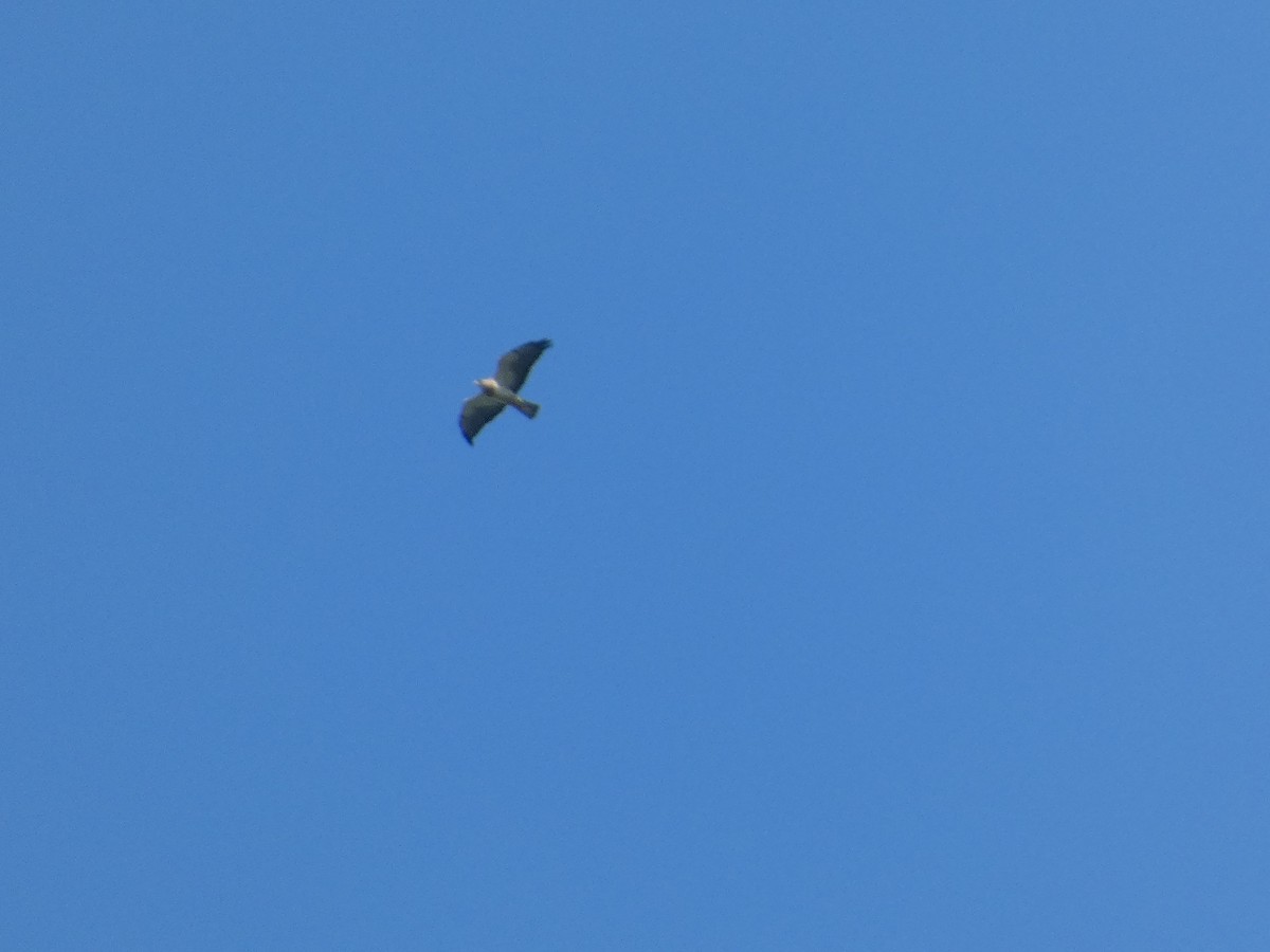 Swainson's Hawk - ML614980695