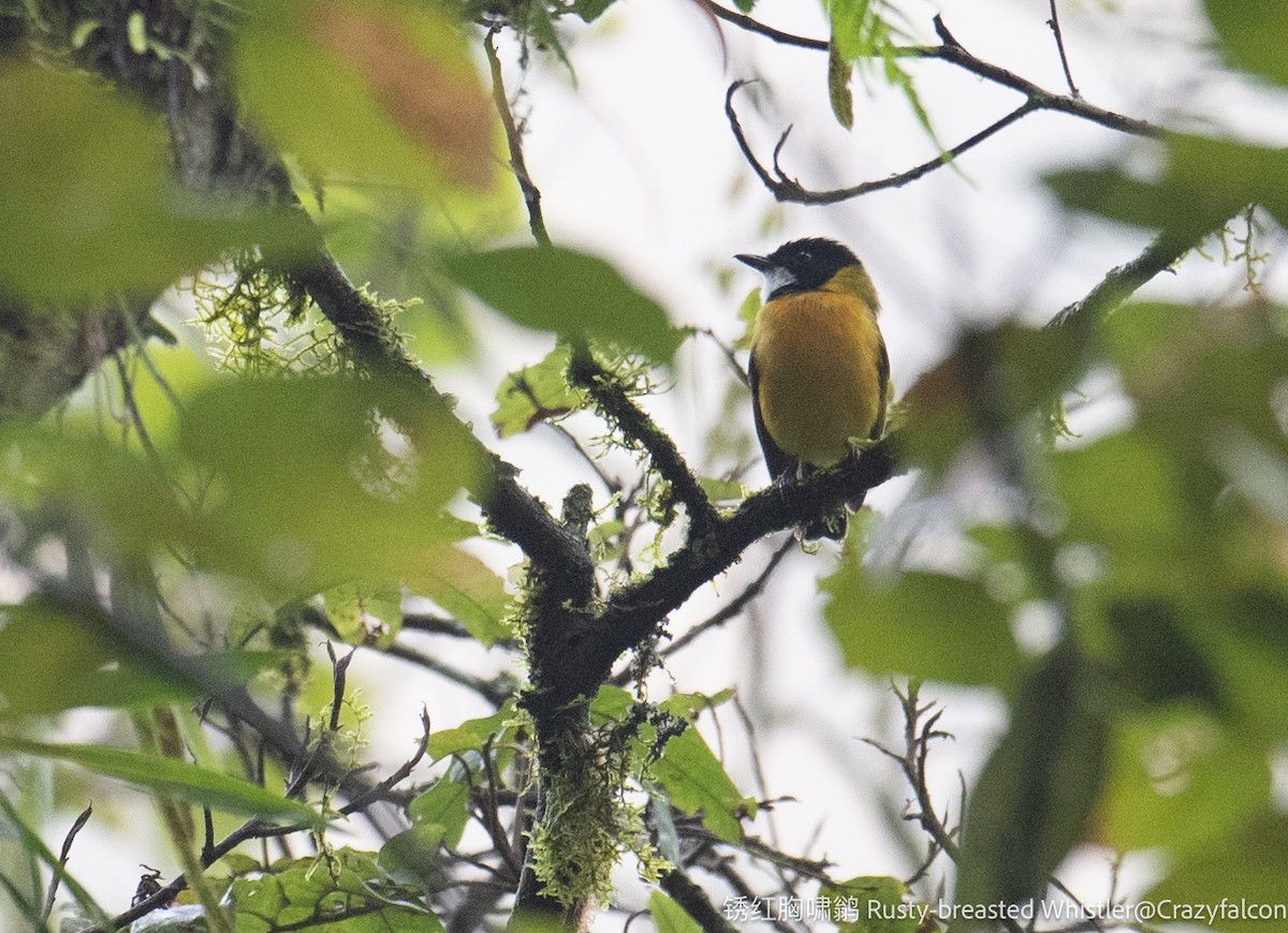 Rusty-breasted Whistler - ML614980748