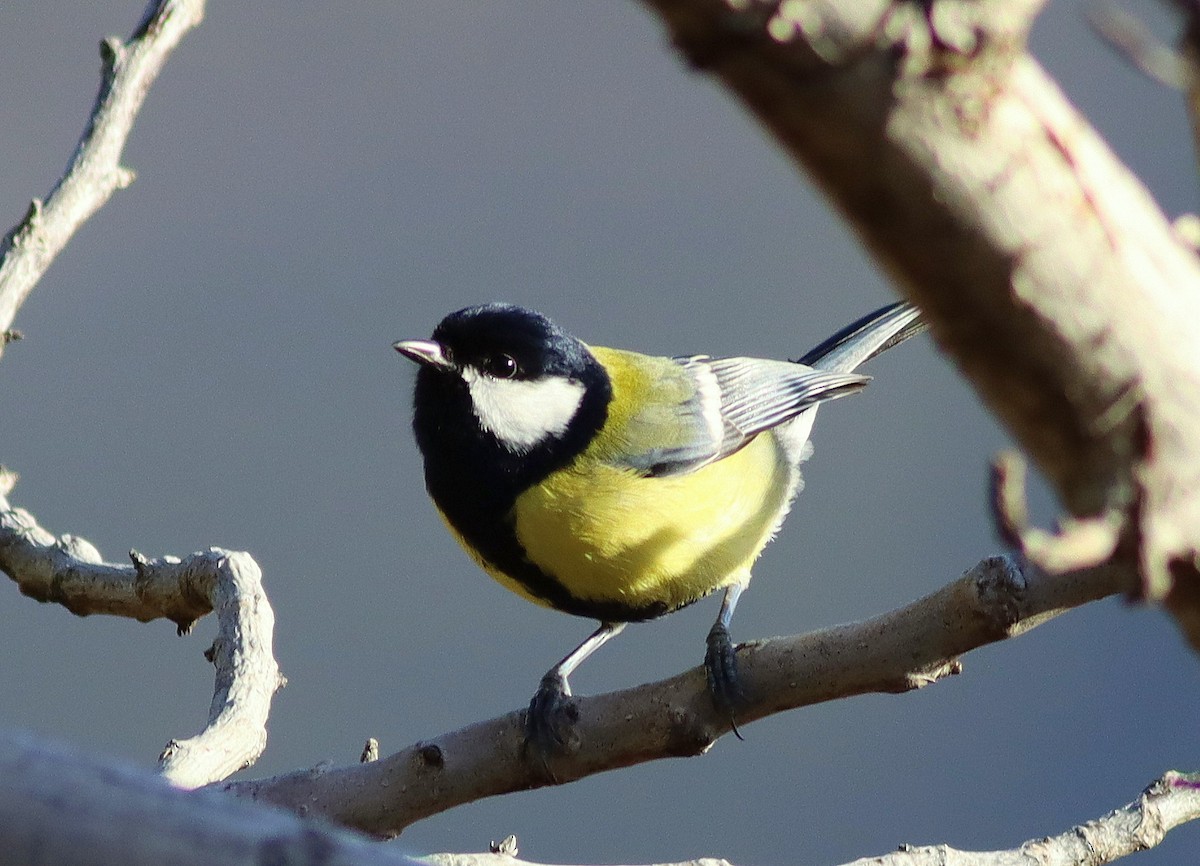 Great Tit - ML614980767