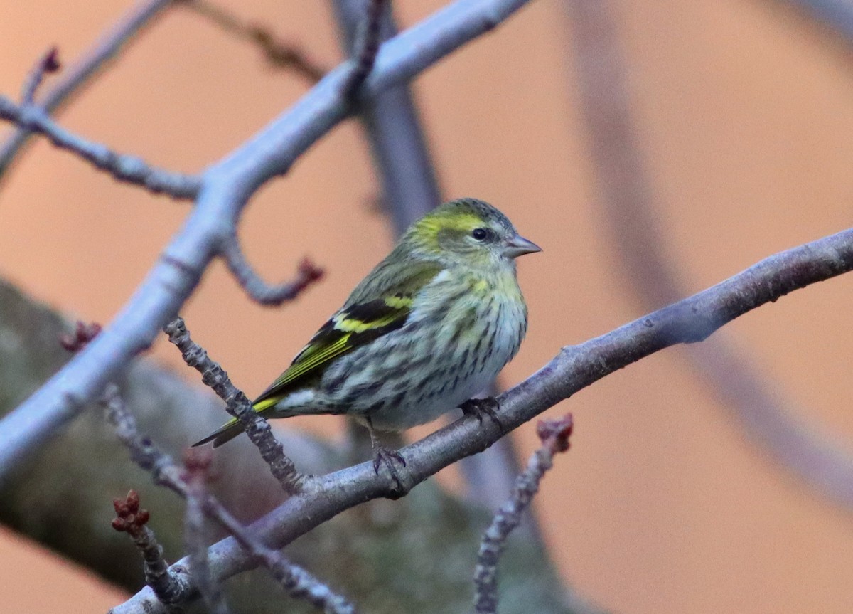 Eurasian Siskin - ML614980847