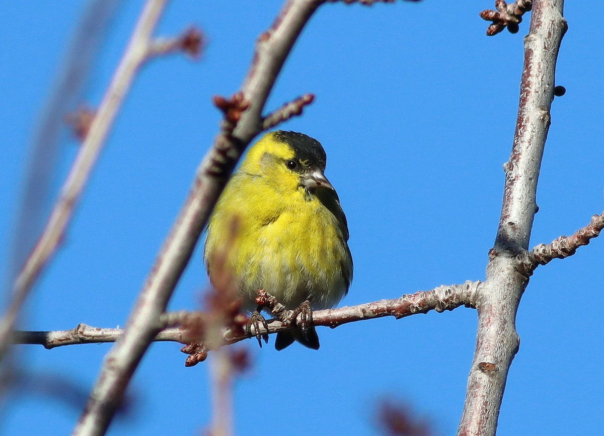 Eurasian Siskin - José Aurelio Hernández Ruiz