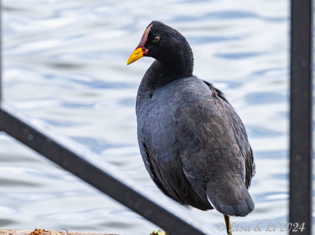 Red-fronted Coot - ML614980931