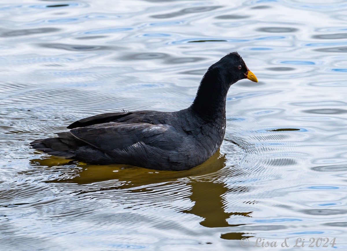 Red-fronted Coot - ML614980932