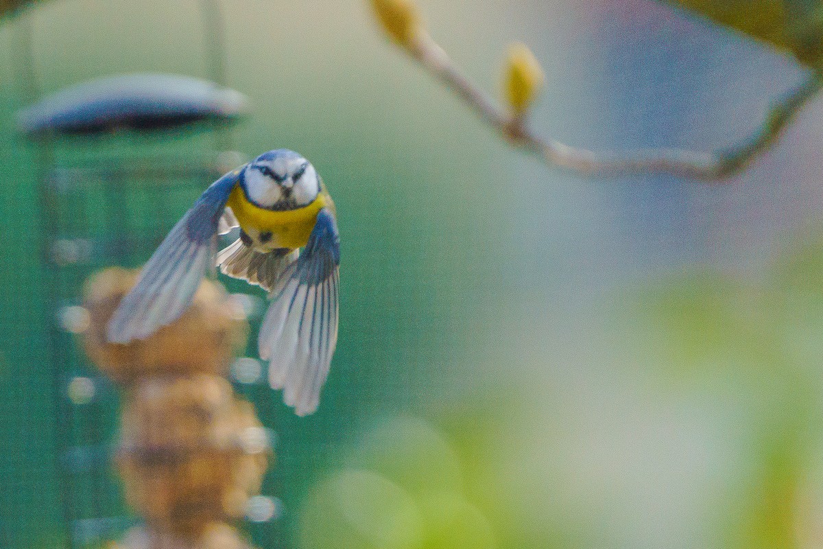 Eurasian Blue Tit - ML614980935