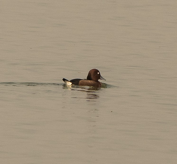 Ferruginous Duck - ML614980955