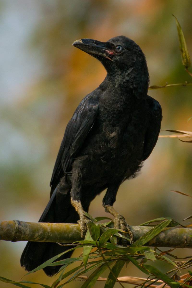 Large-billed Crow - ML614980959