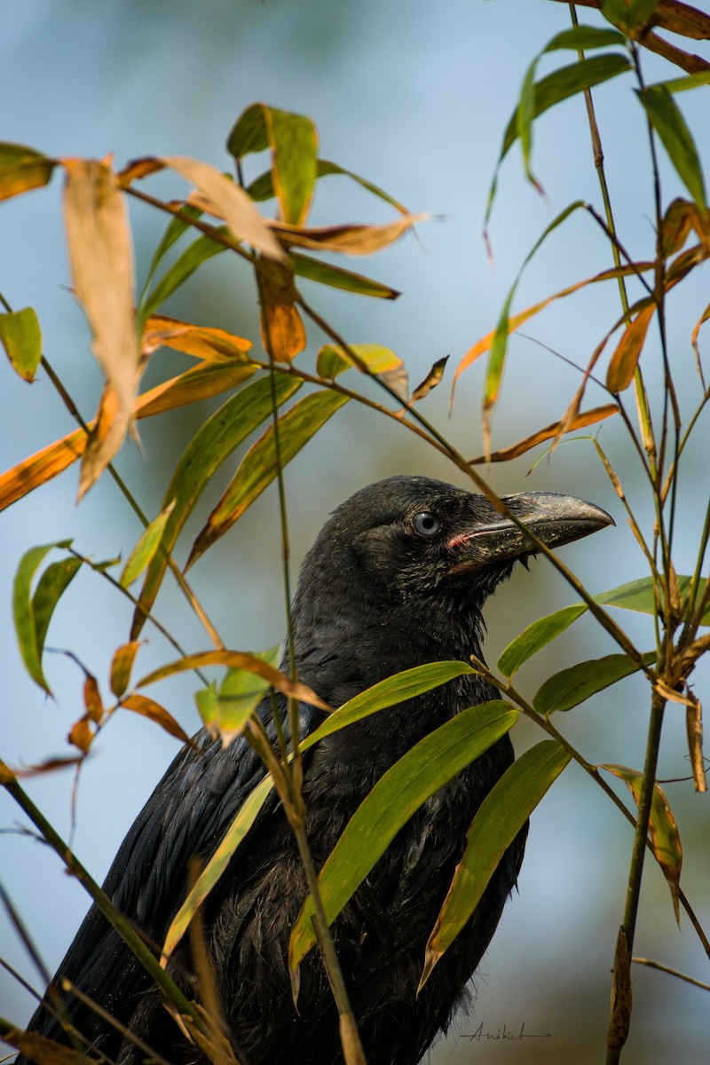 Large-billed Crow - ML614980960