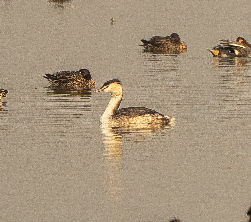 Great Crested Grebe - ML614980962