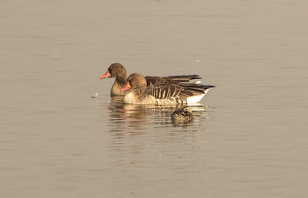 Graylag Goose - ML614980978