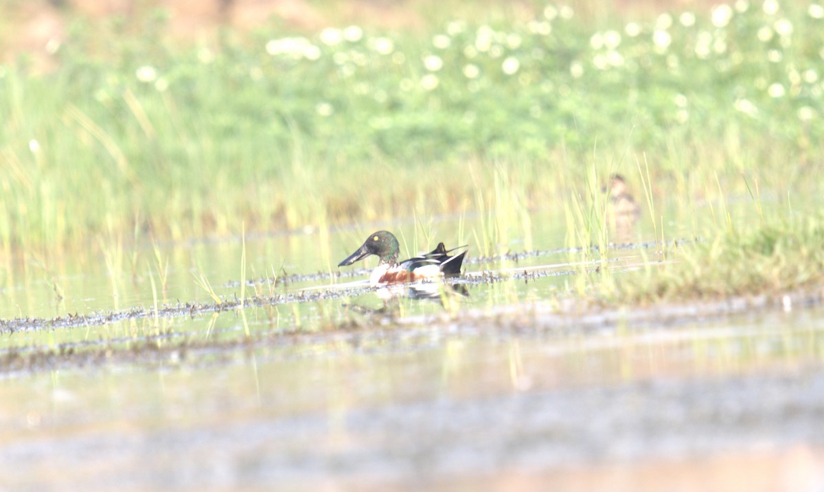 Northern Shoveler - AJAY ARNOLD