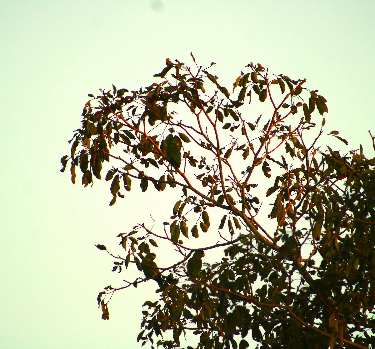 White-fronted Parrot - ML614981032