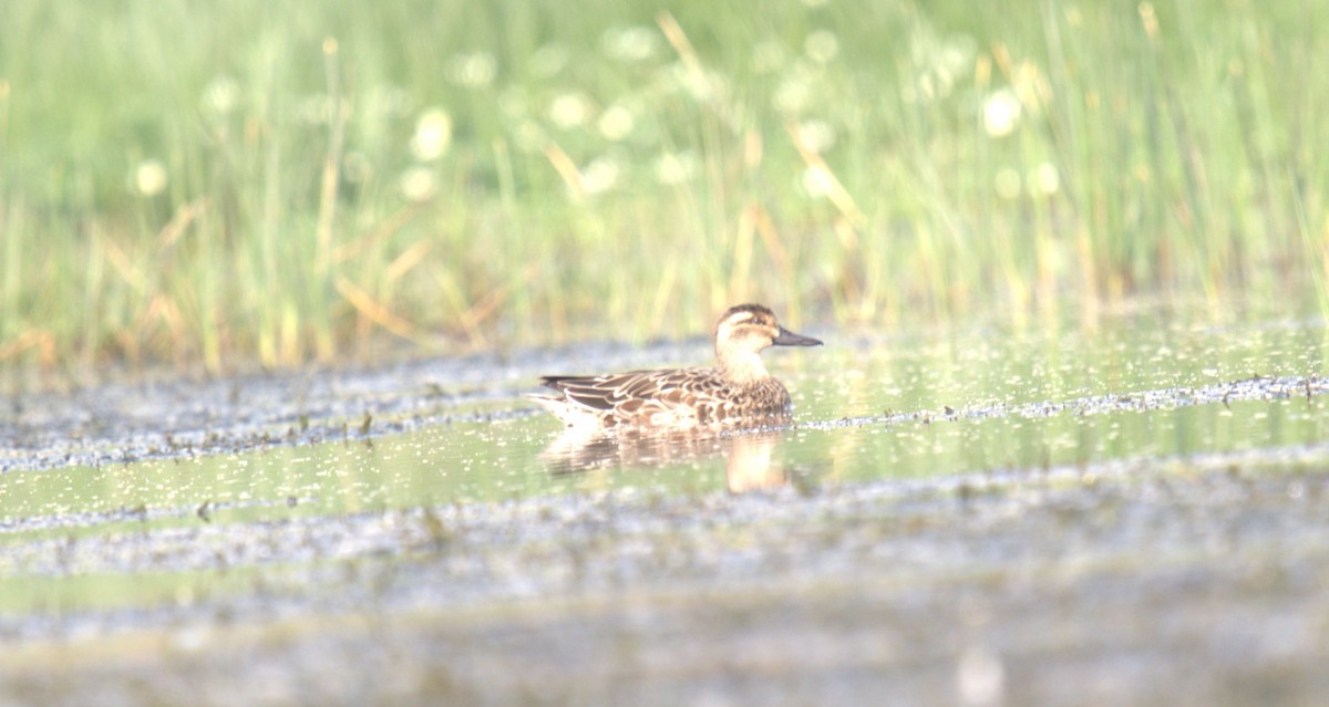 Canard chipeau - ML614981033