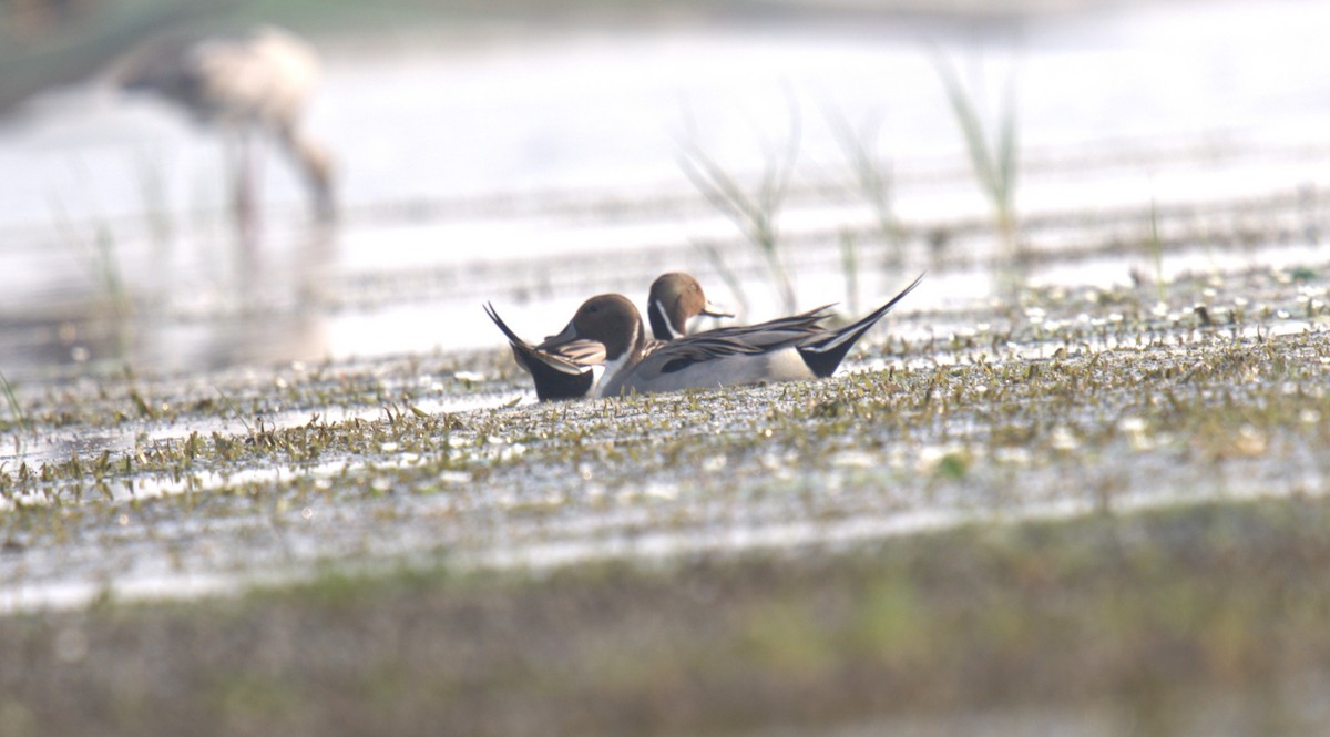 Northern Pintail - ML614981042