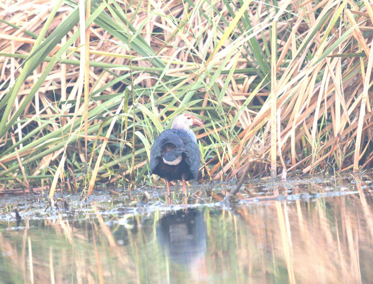 Gray-headed Swamphen - ML614981049