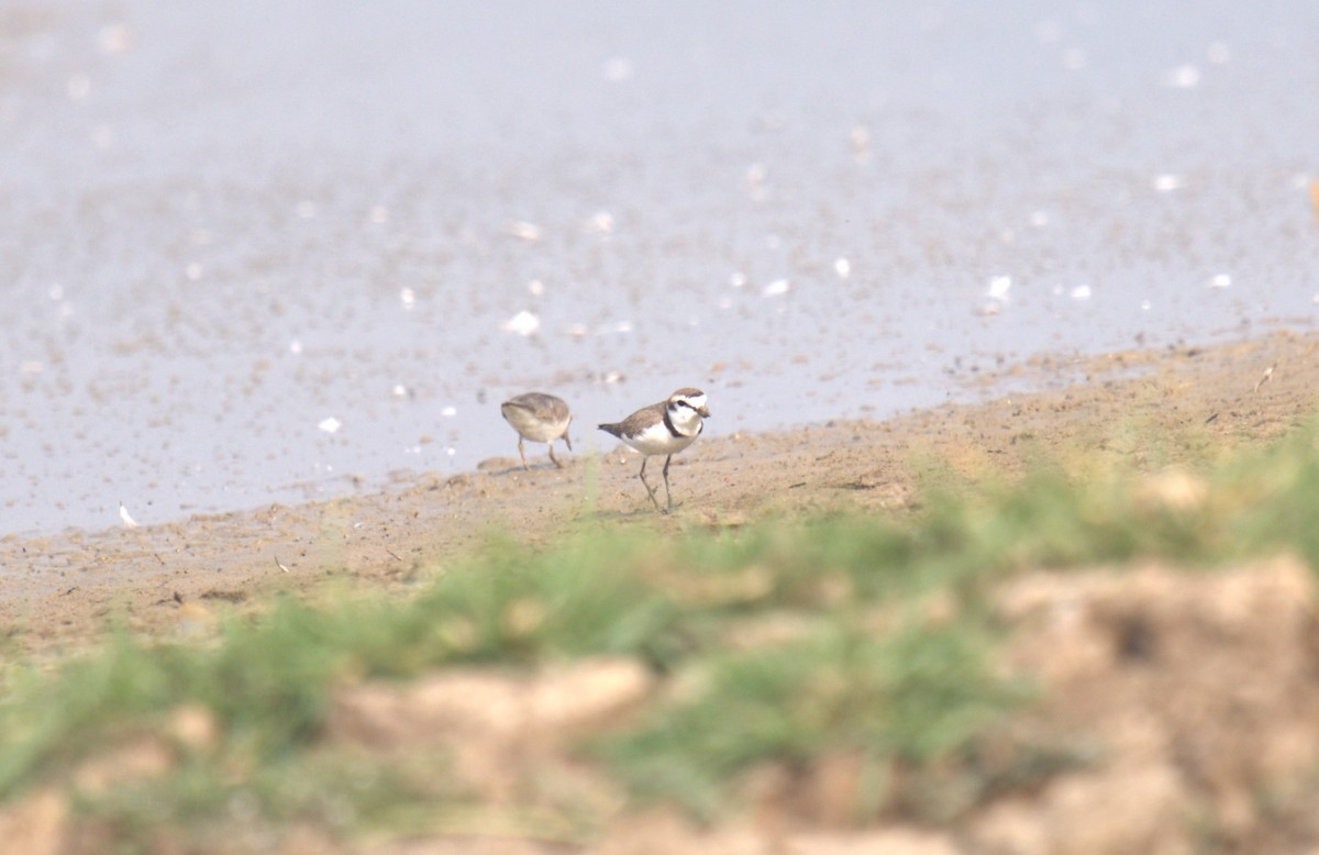 Kentish Plover - ML614981076