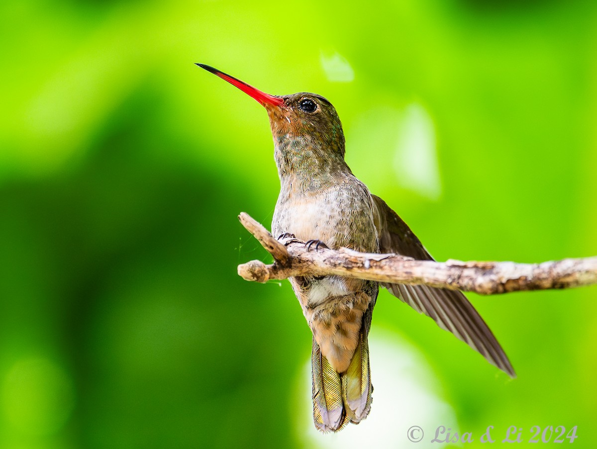 Gilded Hummingbird - ML614981081