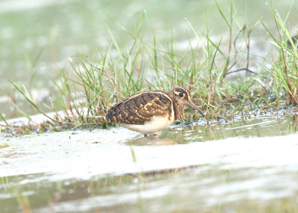 Greater Painted-Snipe - ML614981100