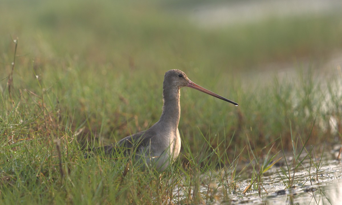 Black-tailed Godwit - ML614981110