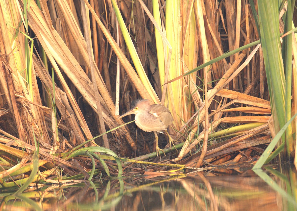 Yellow Bittern - AJAY ARNOLD