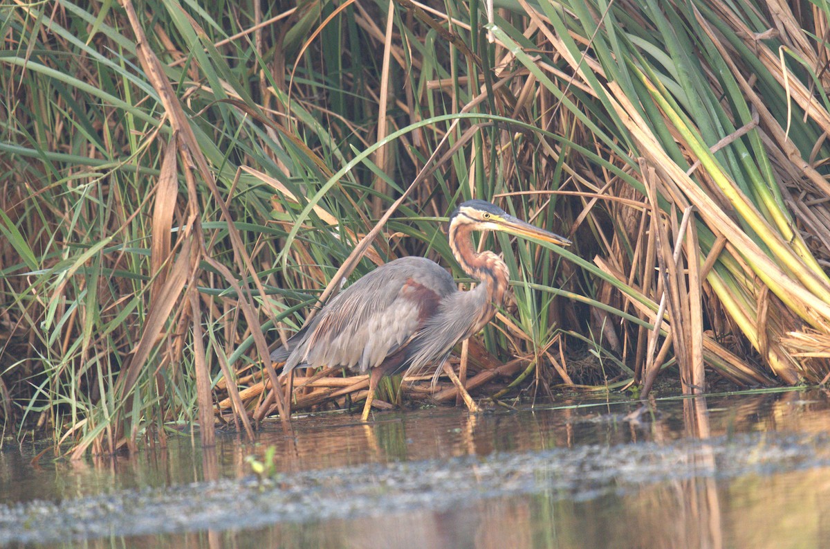 Purple Heron - ML614981200